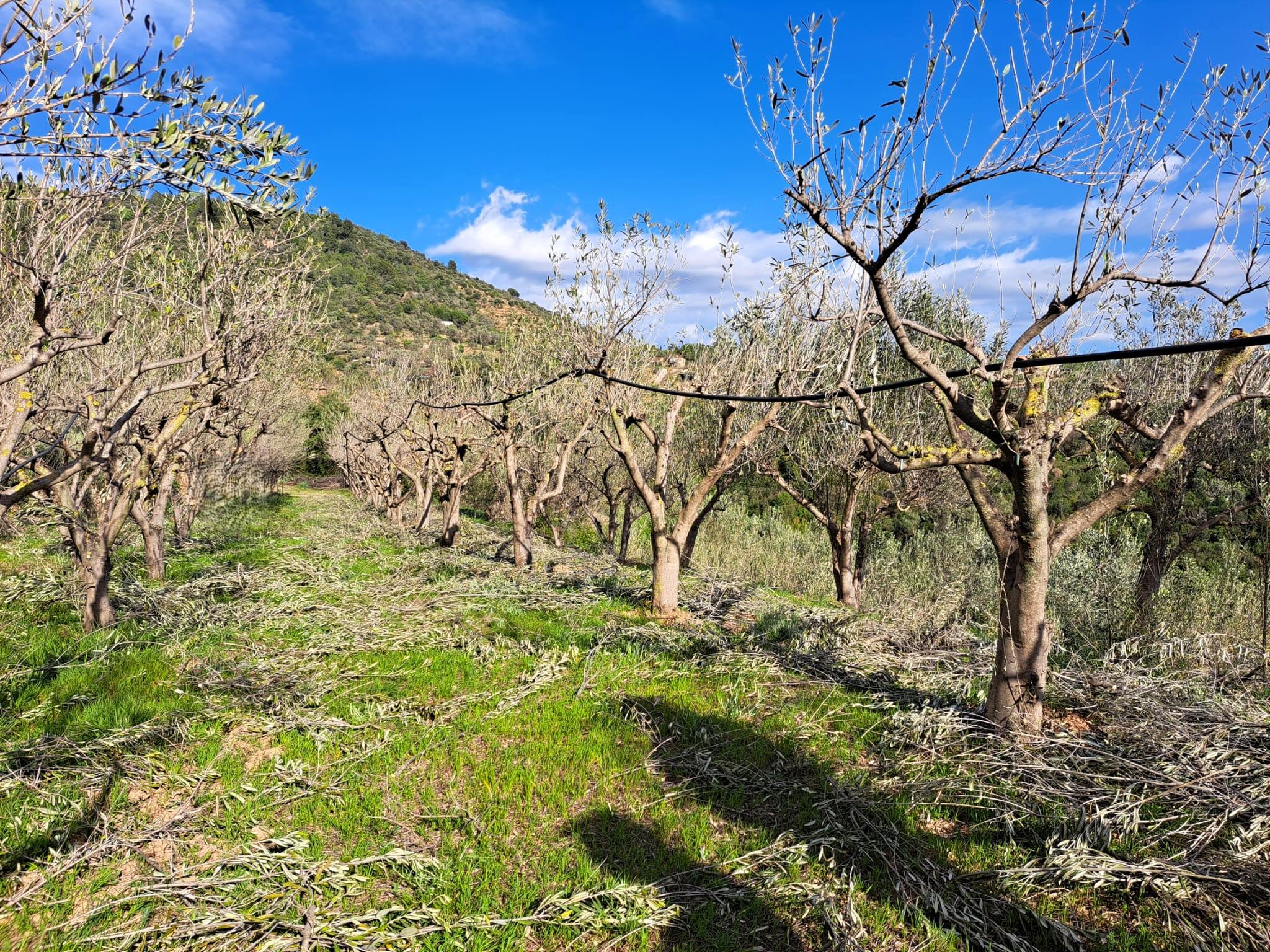 Imagen 22 Solar Rústico en venta en Olesa De Montserrat / Zona de la Creu de Beca