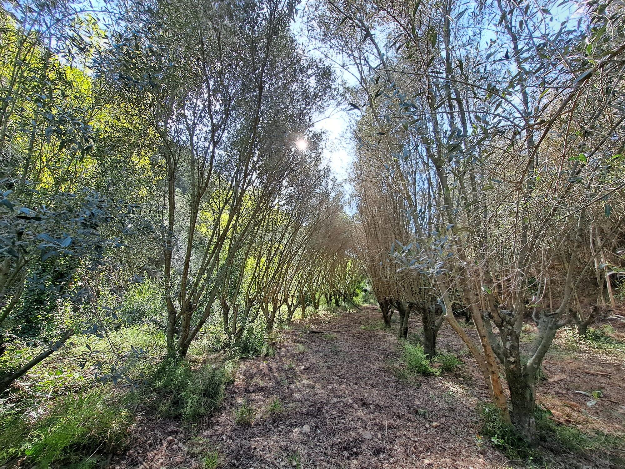 Imagen 29 Solar Rústico en venta en Olesa De Montserrat / Zona de la Creu de Beca