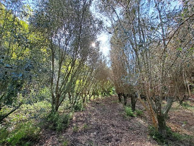 Imagen 29 Inmueble 301970 - Solar Rústico en venta en Olesa De Montserrat / Zona de la Creu de Beca