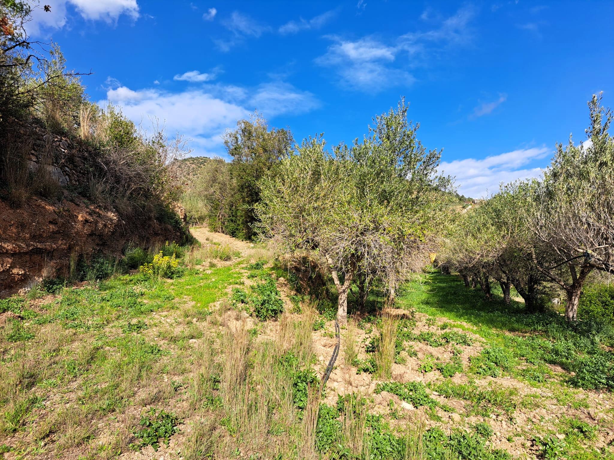 Imagen 25 Solar Rústico en venta en Olesa De Montserrat / Zona de la Creu de Beca