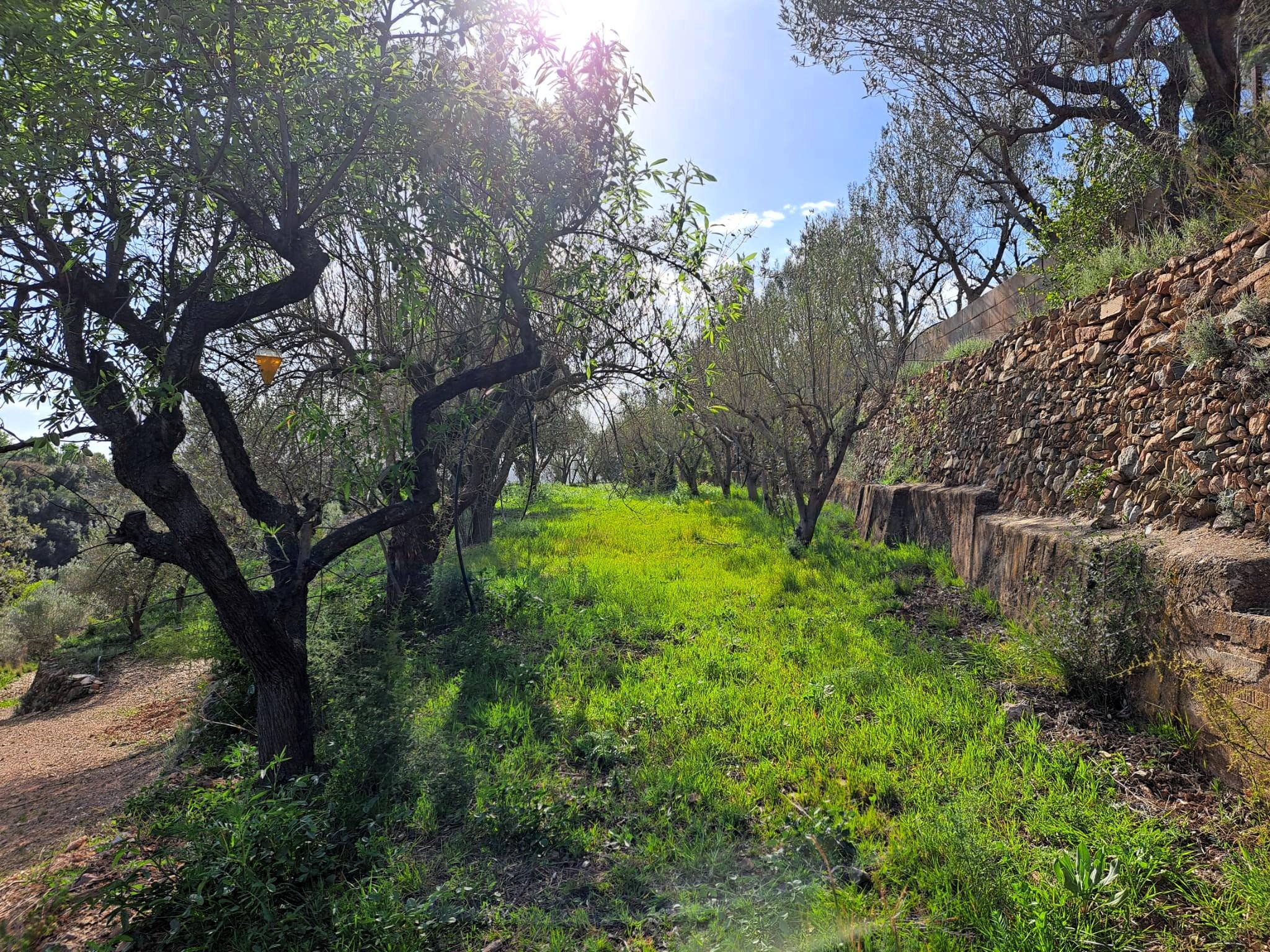 Imagen 27 Solar Rústico en venta en Olesa De Montserrat / Zona de la Creu de Beca