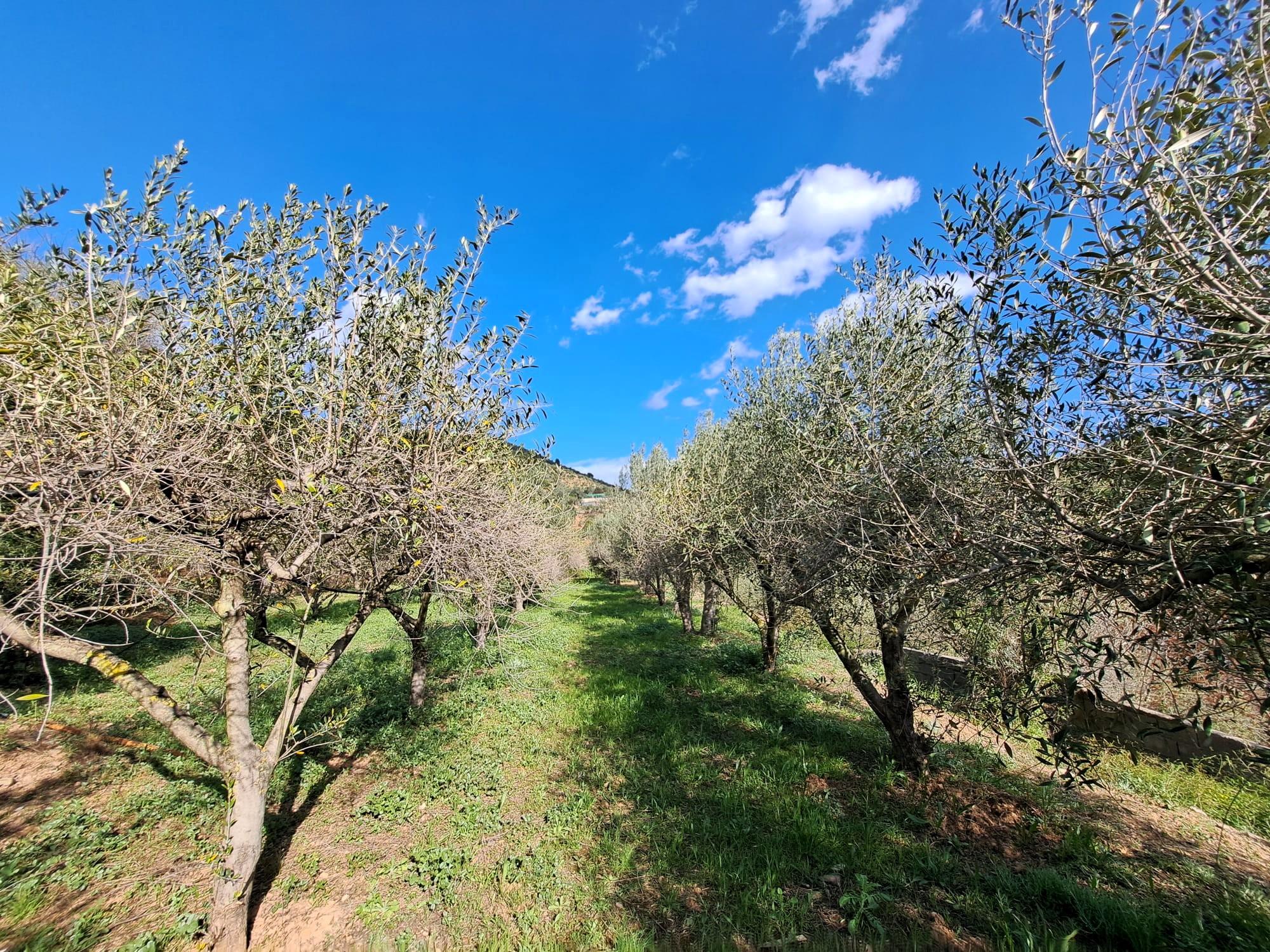 Imagen 23 Solar Rústico en venta en Olesa De Montserrat / Zona de la Creu de Beca