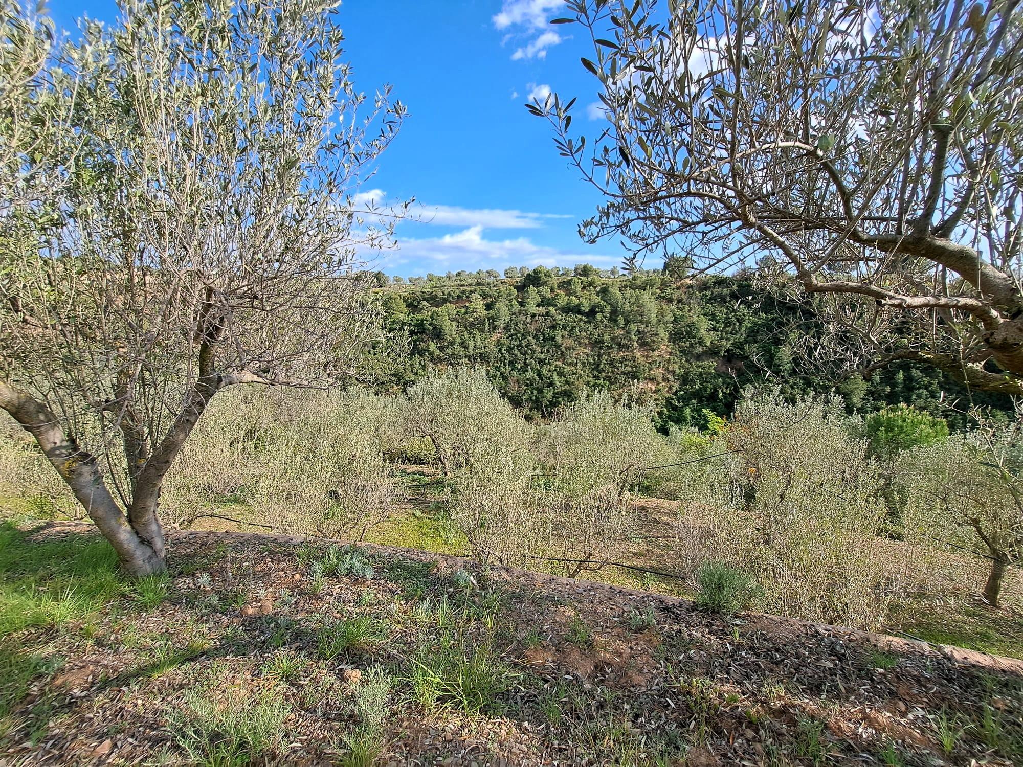 Imagen 18 Solar Rústico en venta en Olesa De Montserrat / Zona de la Creu de Beca
