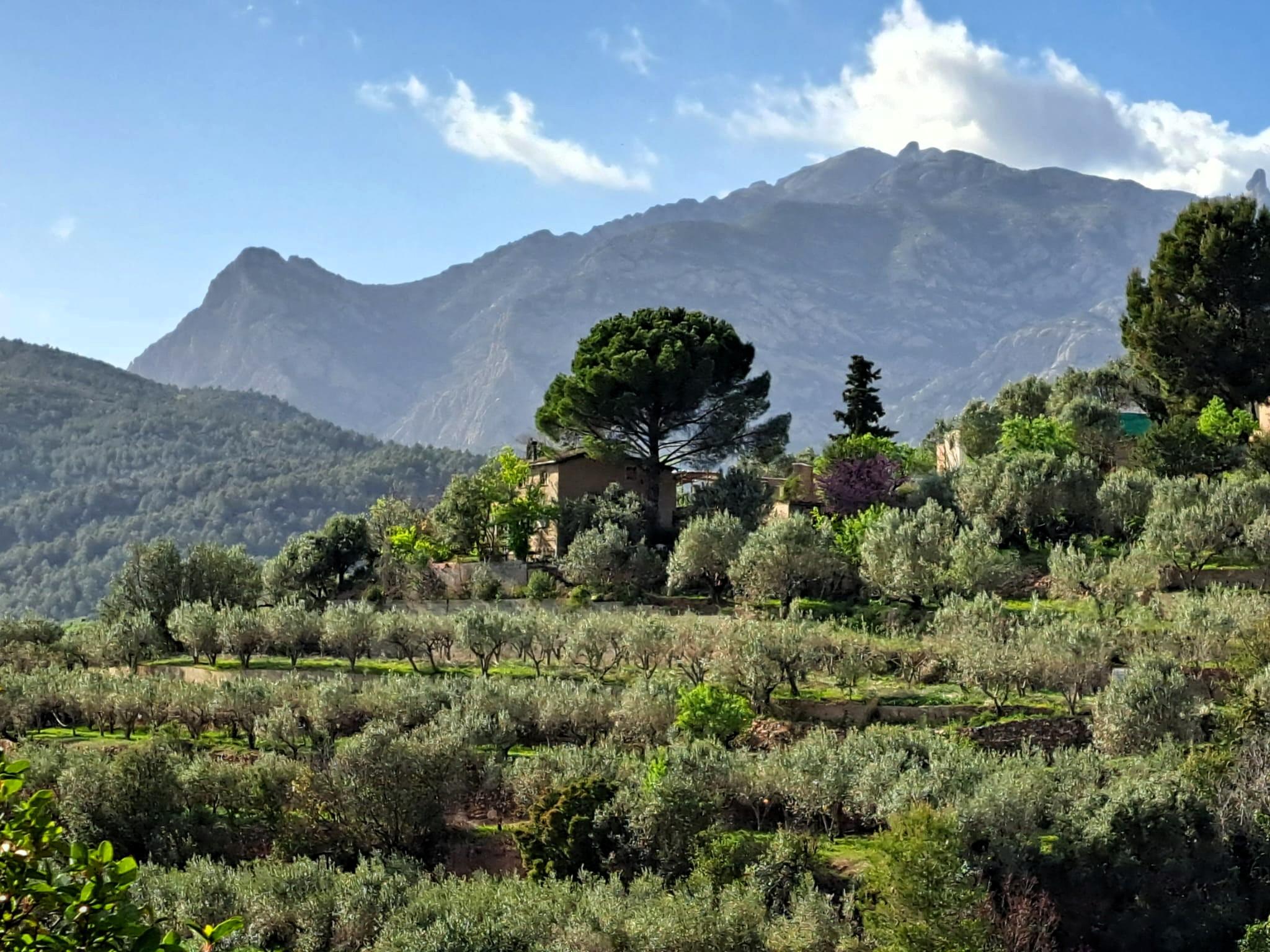 Imagen 1 Solar Rústico en venta en Olesa De Montserrat / Zona de la Creu de Beca