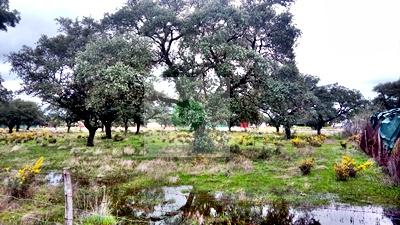 Imagen 3 Solar Rústico en venta en Badajoz / Carretera de Alburquerque - Ermita de Bótoa