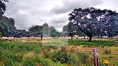 Imagen 4 Solar Rústico en venta en Badajoz / Carretera de Alburquerque - Ermita de Bótoa