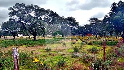 Imagen 5 Solar Rústico en venta en Badajoz / Carretera de Alburquerque - Ermita de Bótoa