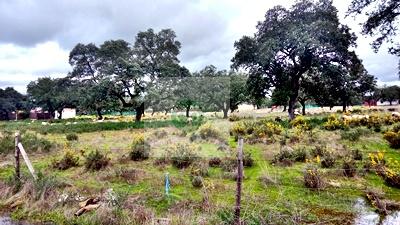 Imagen 6 Inmueble 300815 - Solar Rústico en venta en Badajoz / Carretera de Alburquerque - Ermita de Bótoa