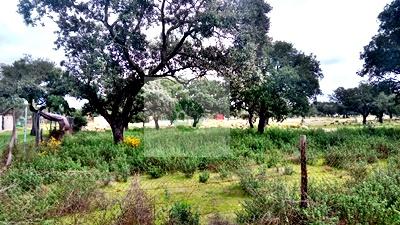 Imagen 8 Inmueble 300815 - Solar Rústico en venta en Badajoz / Carretera de Alburquerque - Ermita de Bótoa
