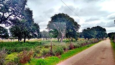 Imagen 1 Inmueble 300815 - Solar Rústico en venta en Badajoz / Carretera de Alburquerque - Ermita de Bótoa