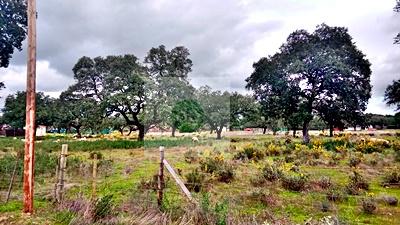 Imagen 11 Inmueble 300815 - Solar Rústico en venta en Badajoz / Carretera de Alburquerque - Ermita de Bótoa