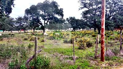 Imagen 12 Solar Rústico en venta en Badajoz / Carretera de Alburquerque - Ermita de Bótoa