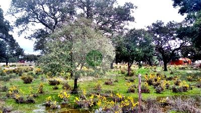 Imagen 14 Inmueble 300815 - Solar Rústico en venta en Badajoz / Carretera de Alburquerque - Ermita de Bótoa