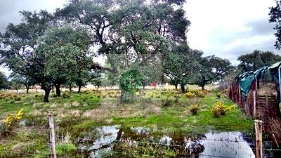 Imagen 15 Solar Rústico en venta en Badajoz / Carretera de Alburquerque - Ermita de Bótoa