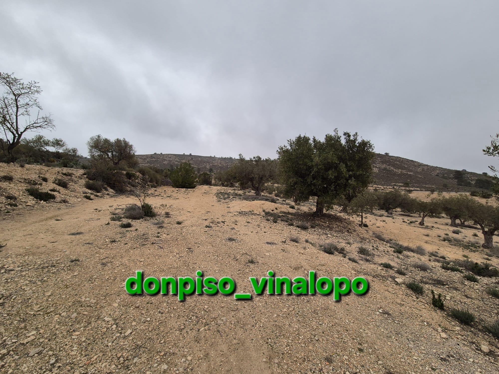 Imagen 10 Casa Adosada en venta en Villena / Parcela rústica con caseta en Cª de Biar, La Solana