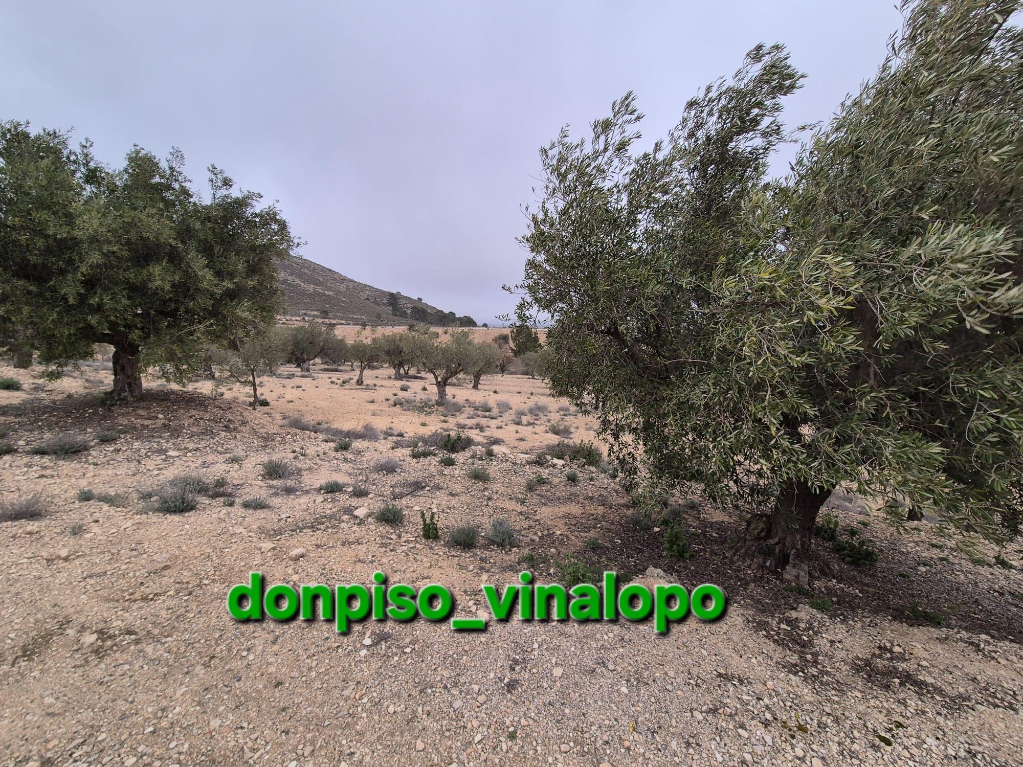 Imagen 12 Casa Adosada en venta en Villena / Parcela rústica con caseta en Cª de Biar, La Solana