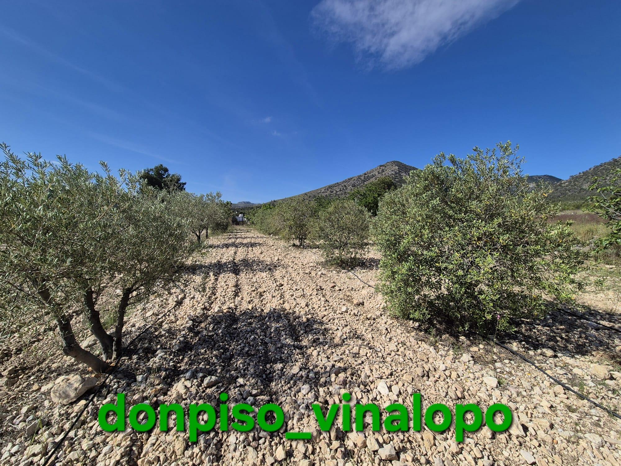 Imagen 14 Casa Rústica en venta en Monóvar/monòver / Casa de campo en zona La Romaneta - Cavafría