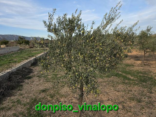 Imagen 28 Inmueble 304732 - Casa Adosada en venta en Pinós (El)/pinoso / Casa adosada con 3.000 m2 ,en Úbeda,  Pinoso,...