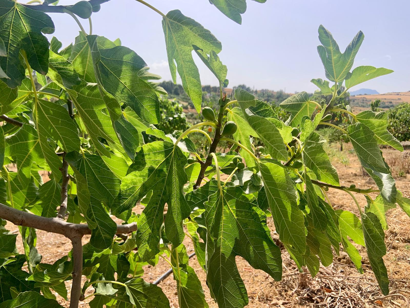 Imagen 35 Casa Rústica en venta en Pizarra / Ubicado a  1 kl de la carretera principal, con vecinos. Imagen 35 Casa Rústica en venta en Pizarra / Ubicado a  1 kl de la carretera principal, con vecinos.