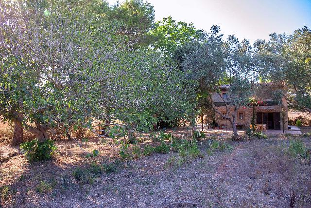 Imagen 10 Inmueble 294749 - Casa Rústica en venta en Manacor / Casa de campo rústica  parcela  en Son Talent  Manacor 