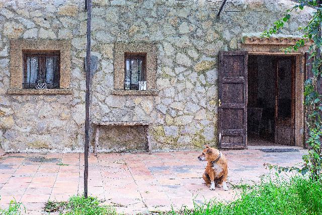 Imagen 6 Inmueble 294749 - Casa Rústica en venta en Manacor / Casa de campo rústica  parcela  en Son Talent  Manacor 