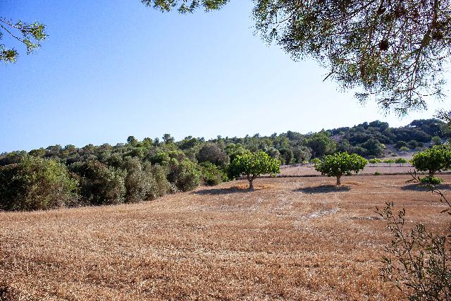 Imagen 11 Inmueble 294749 - Casa Rústica en venta en Manacor / Casa de campo rústica  parcela  en Son Talent  Manacor 