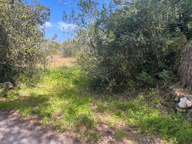 Imagen 2 Inmueble 295604 - Solar Rústico en venta en Pollença / Ubicado entre Bodegas Xaloc y el Golf de Pollença