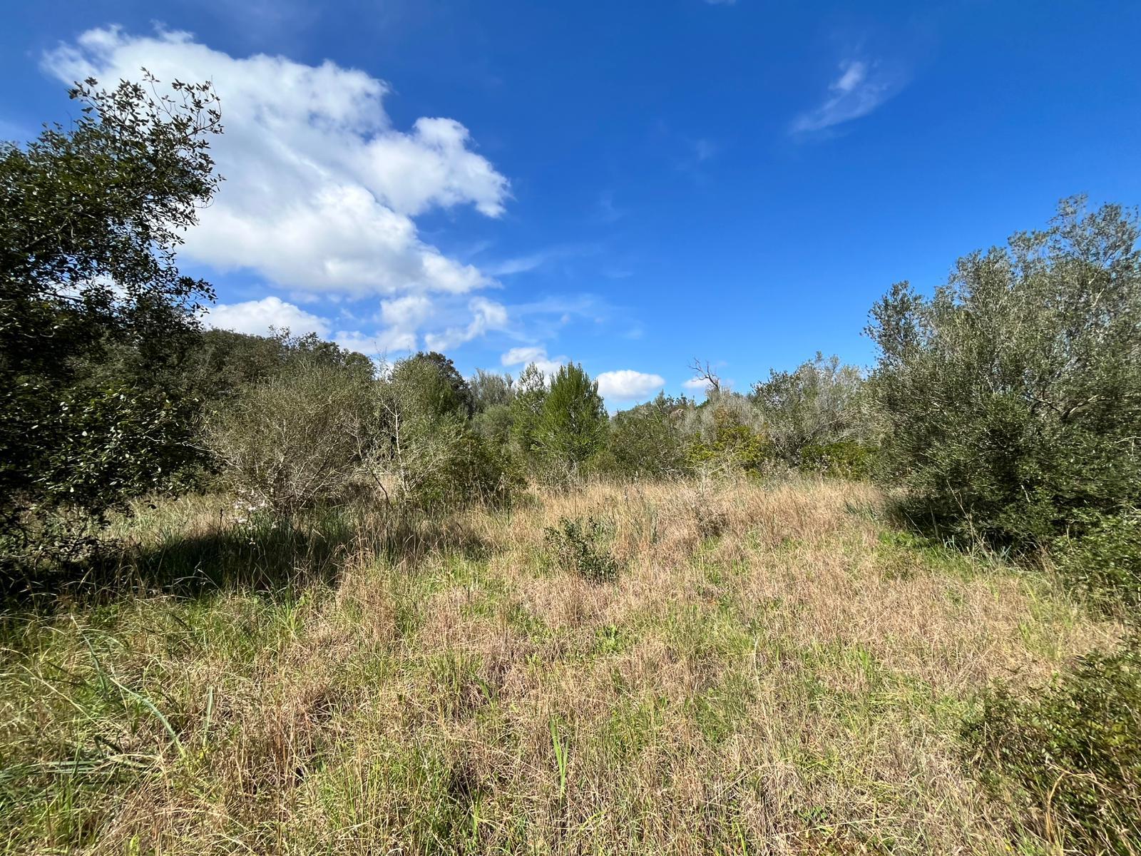 Imagen 1 Solar Rústico en venta en Pollença / Ubicado entre Bodegas Xaloc y el Golf de Pollença