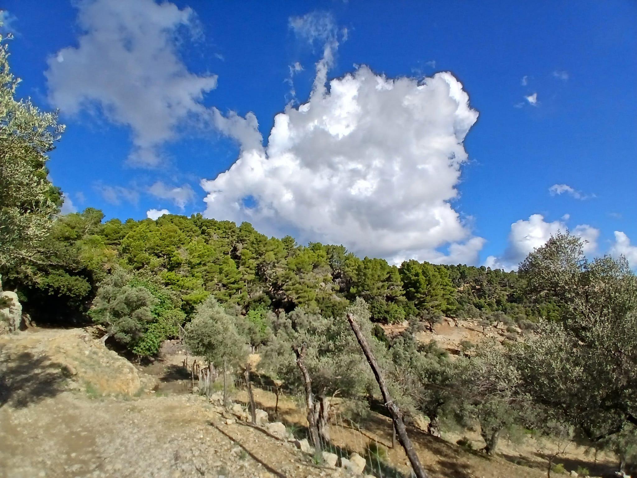 Imagen 28 Casa Rústica en venta en Mancor De La Vall / Casa rústica en venta en Mancor de la Vall