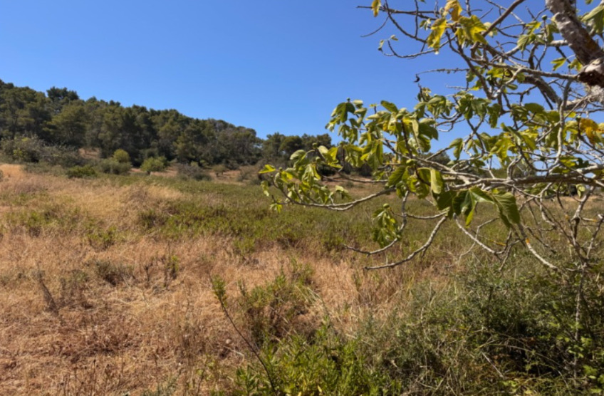 Imagen 3 Solar Rústico en venta en Felanitx / Terreno con proyecto básico para unifamiliar aisalada.