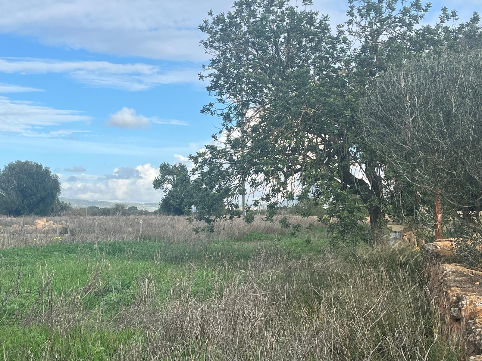 Imagen 18 Casa Rústica en venta en Llucmajor / Finca con antigua cuadra ecuestre +vivienda residencial 