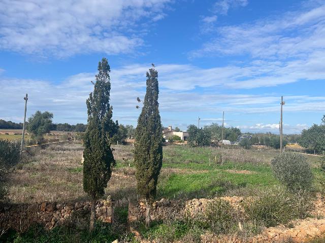 Imagen 25 Inmueble 299398 - Casa Rústica en venta en Llucmajor / Finca con antigua cuadra ecuestre +vivienda residencial 