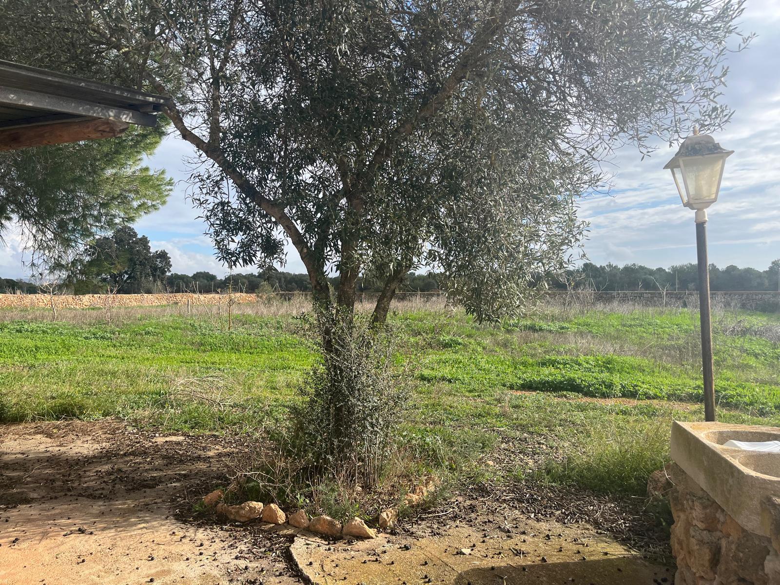 Imagen 14 Casa Rústica en venta en Llucmajor / Finca con antigua cuadra ecuestre +vivienda residencial 