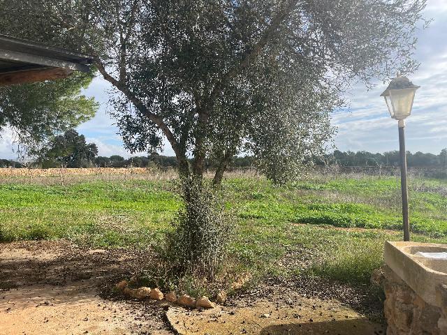 Imagen 14 Inmueble 299398 - Casa Rústica en venta en Llucmajor / Finca con antigua cuadra ecuestre +vivienda residencial 