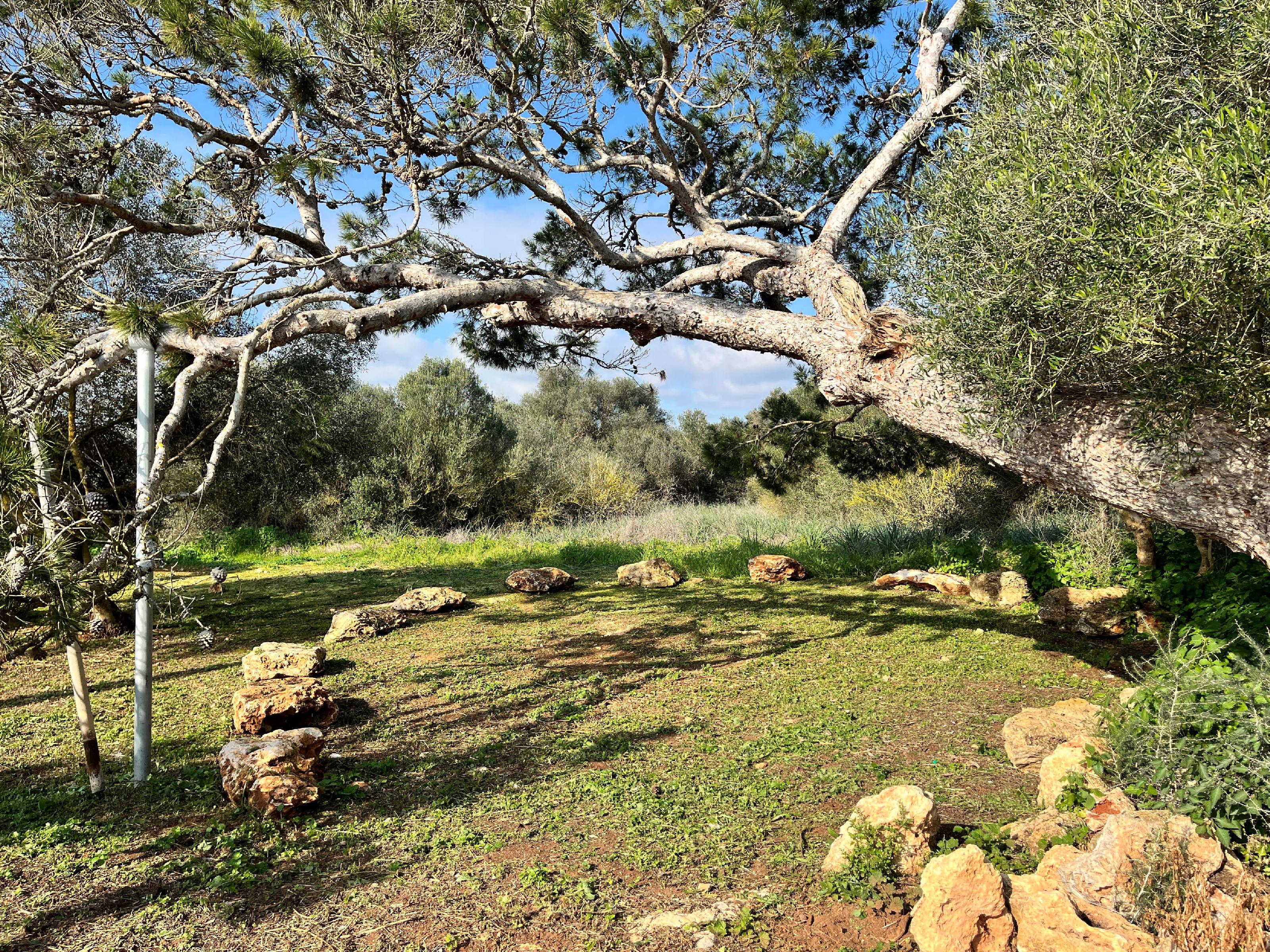 Imagen 29 Casa Aislada en venta en Campos / Casa rural en venta en Sa Ràpita