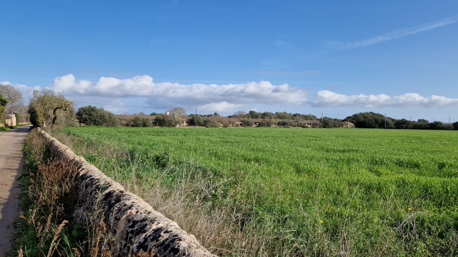 Imagen 1 Solar Rústico en venta en Campos / Crta Vieja de Sa Ràpita - Campos