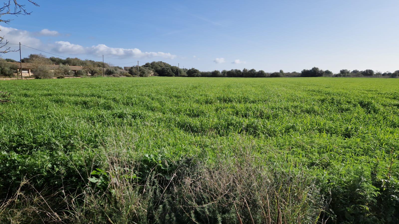 Imagen 4 Solar Rústico en venta en Campos / Crta Vieja de Sa Ràpita - Campos