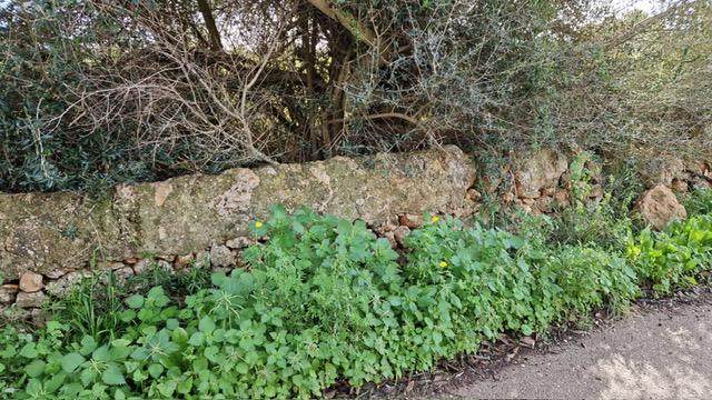 Imagen 5 Solar Rústico en venta en Campos / Crta Vieja de Sa Ràpita - Campos