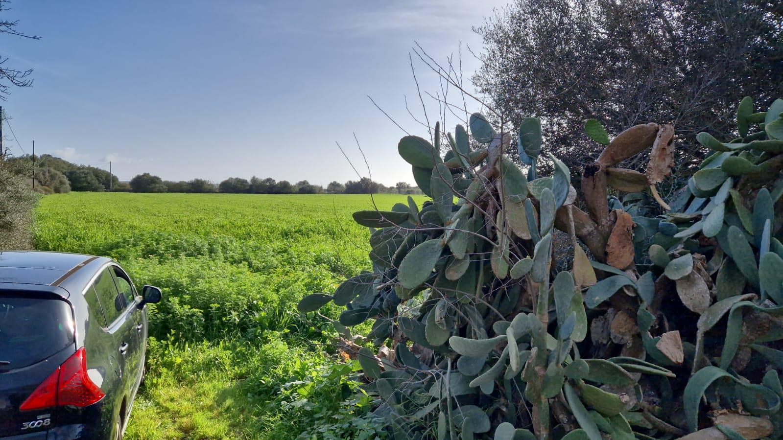 Imagen 6 Solar Rústico en venta en Campos / Crta Vieja de Sa Ràpita - Campos