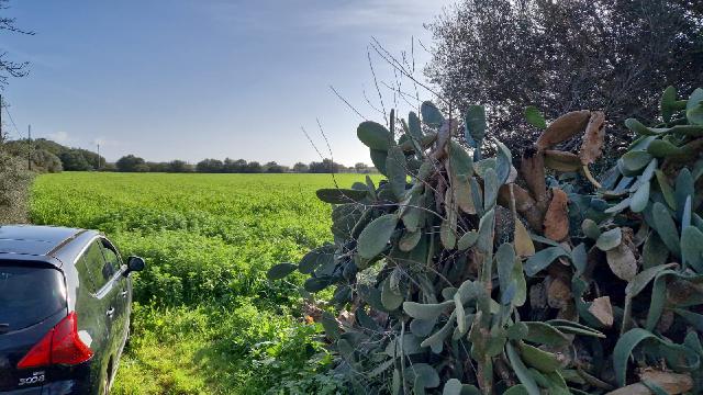 Imagen 6 Inmueble 300110 - Solar Rústico en venta en Campos / Crta Vieja de Sa Ràpita - Campos