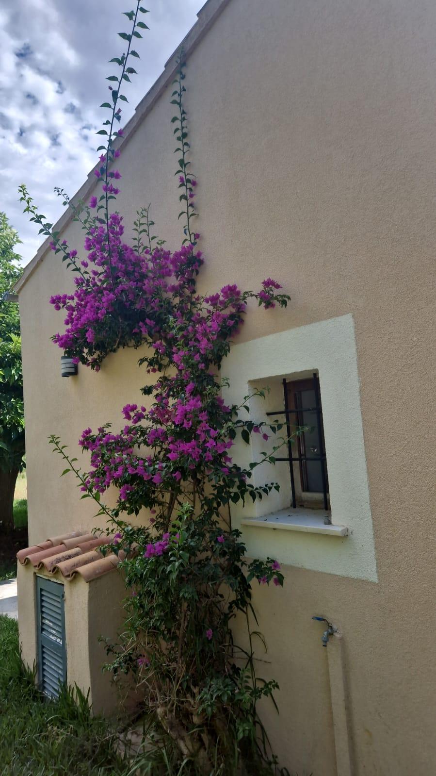 Imagen 20 Casa Rústica en venta en Manacor / Finca con encanto a pocos minutos de Manacor