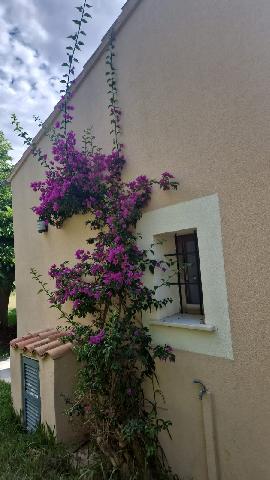 Imagen 20 Inmueble 307096 - Casa Rústica en venta en Manacor / Finca con encanto a pocos minutos de Manacor