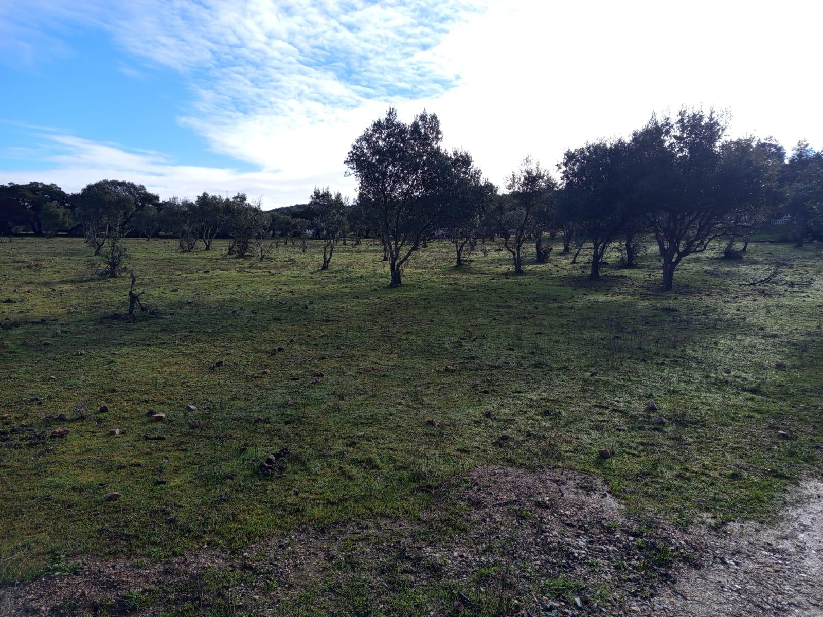 Imagen 11 Casa Rústica en venta en Almadén De La Plata / Finca de 5 hectáreas con casa rústica en pa...