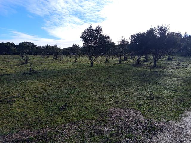 Imagen 11 Inmueble 304125 - Casa Rústica en venta en Almadén De La Plata / Finca de 5 hectáreas con casa rústica en pa...