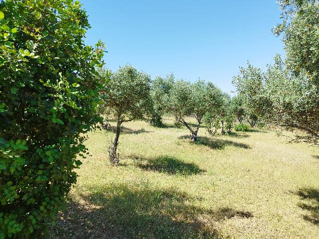 Imagen 12 Inmueble 304125 - Casa Rústica en venta en Almadén De La Plata / Finca de 5 hectáreas con casa rústica en pa...