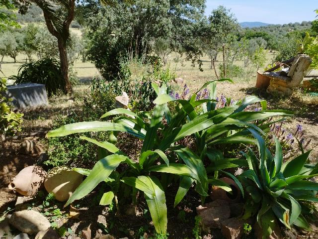 Imagen 13 Inmueble 304125 - Casa Rústica en venta en Almadén De La Plata / Finca de 5 hectáreas con casa rústica en pa...