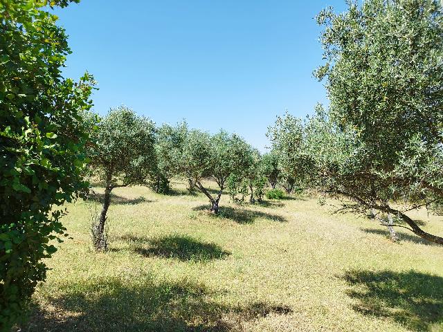 Imagen 14 Inmueble 304125 - Casa Rústica en venta en Almadén De La Plata / Finca de 5 hectáreas con casa rústica en pa...