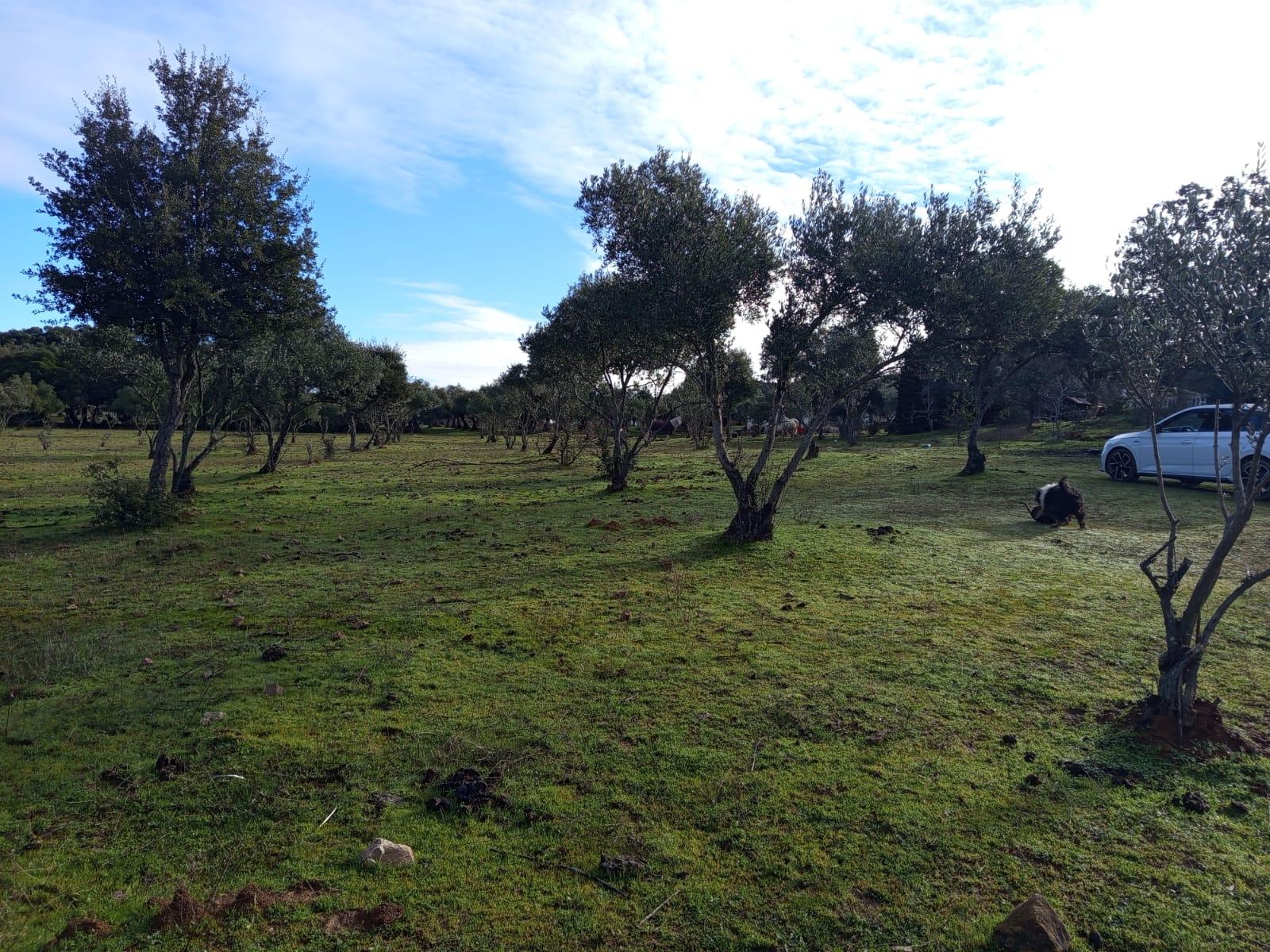 Imagen 6 Casa Rústica en venta en Almadén De La Plata / Finca de 5 hectáreas con casa rústica en pa...