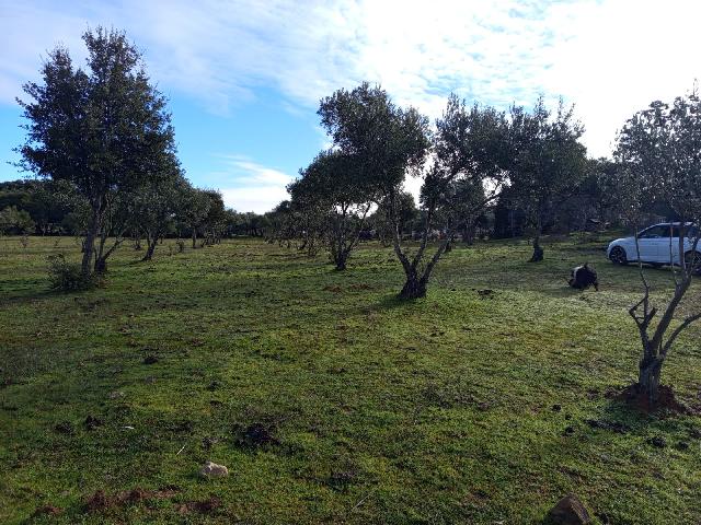 Imagen 6 Inmueble 304125 - Casa Rústica en venta en Almadén De La Plata / Finca de 5 hectáreas con casa rústica en pa...