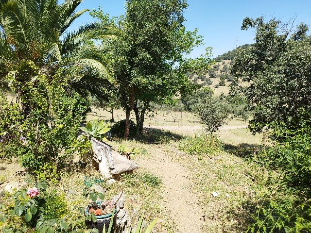 Imagen 26 Inmueble 304125 - Casa Rústica en venta en Almadén De La Plata / Finca de 5 hectáreas con casa rústica en pa...